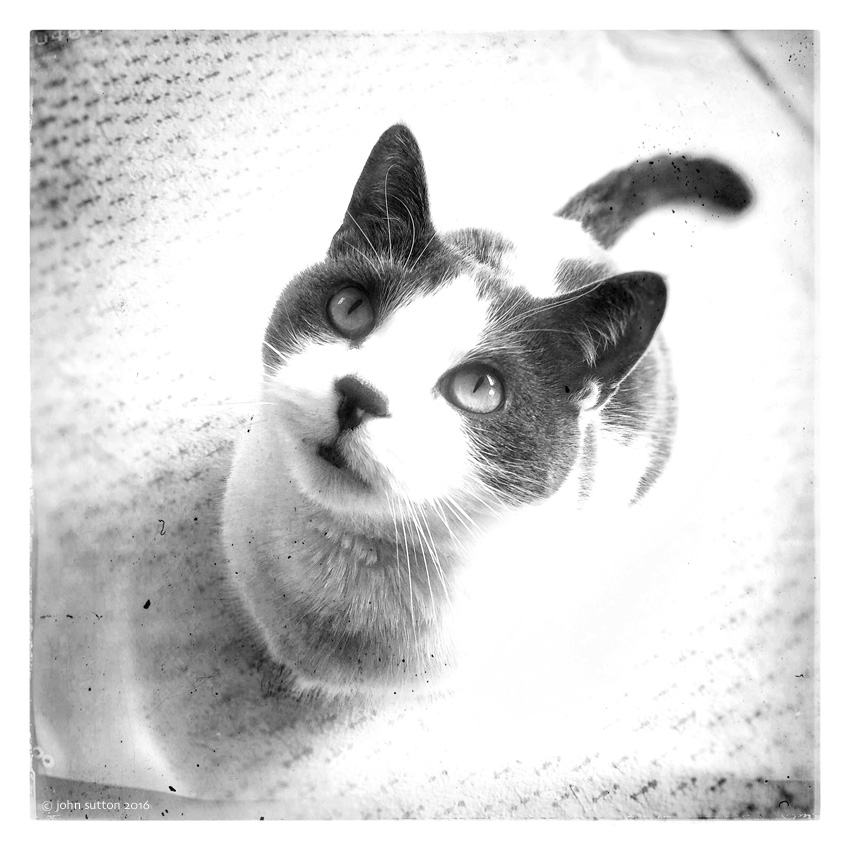 Waiting for Tuna • Coco the Cat post image