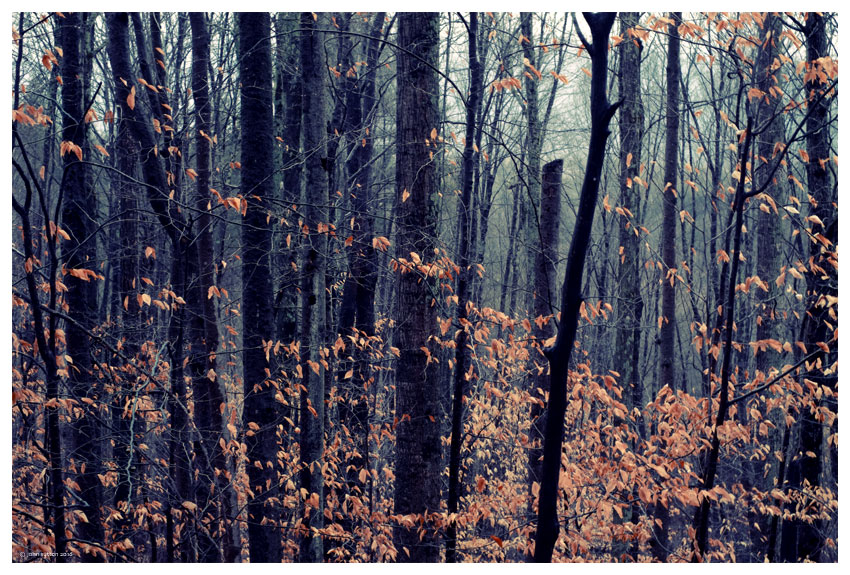 Beech Leaves post image