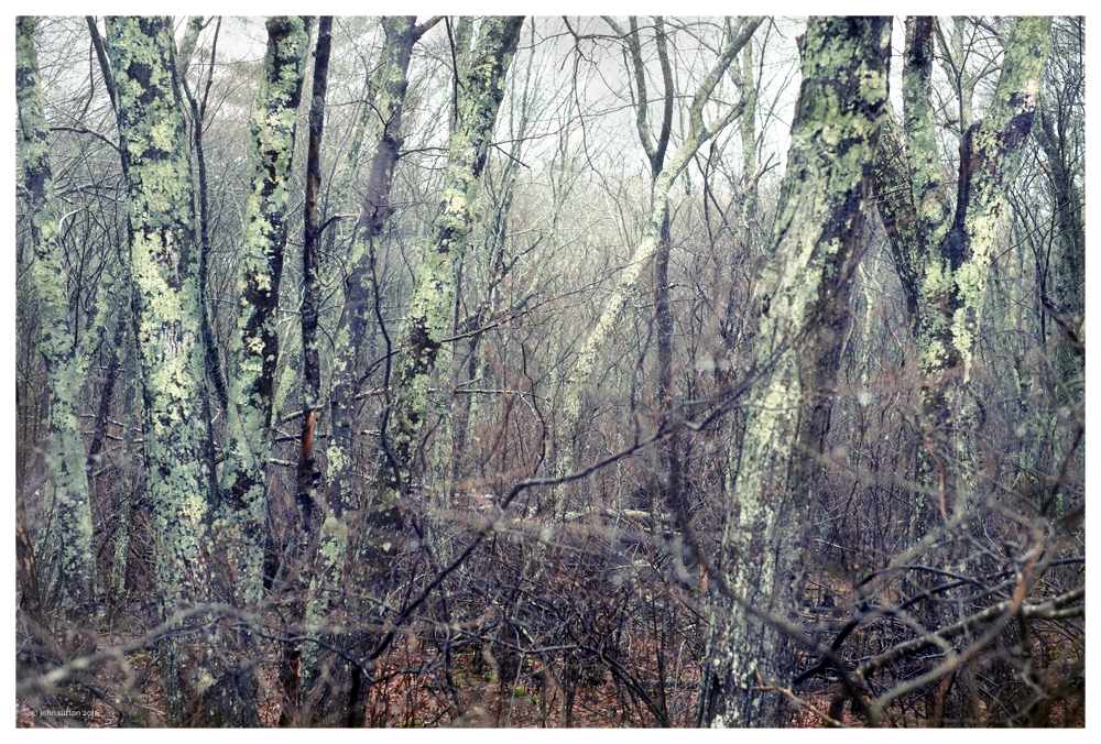 Lichen post image