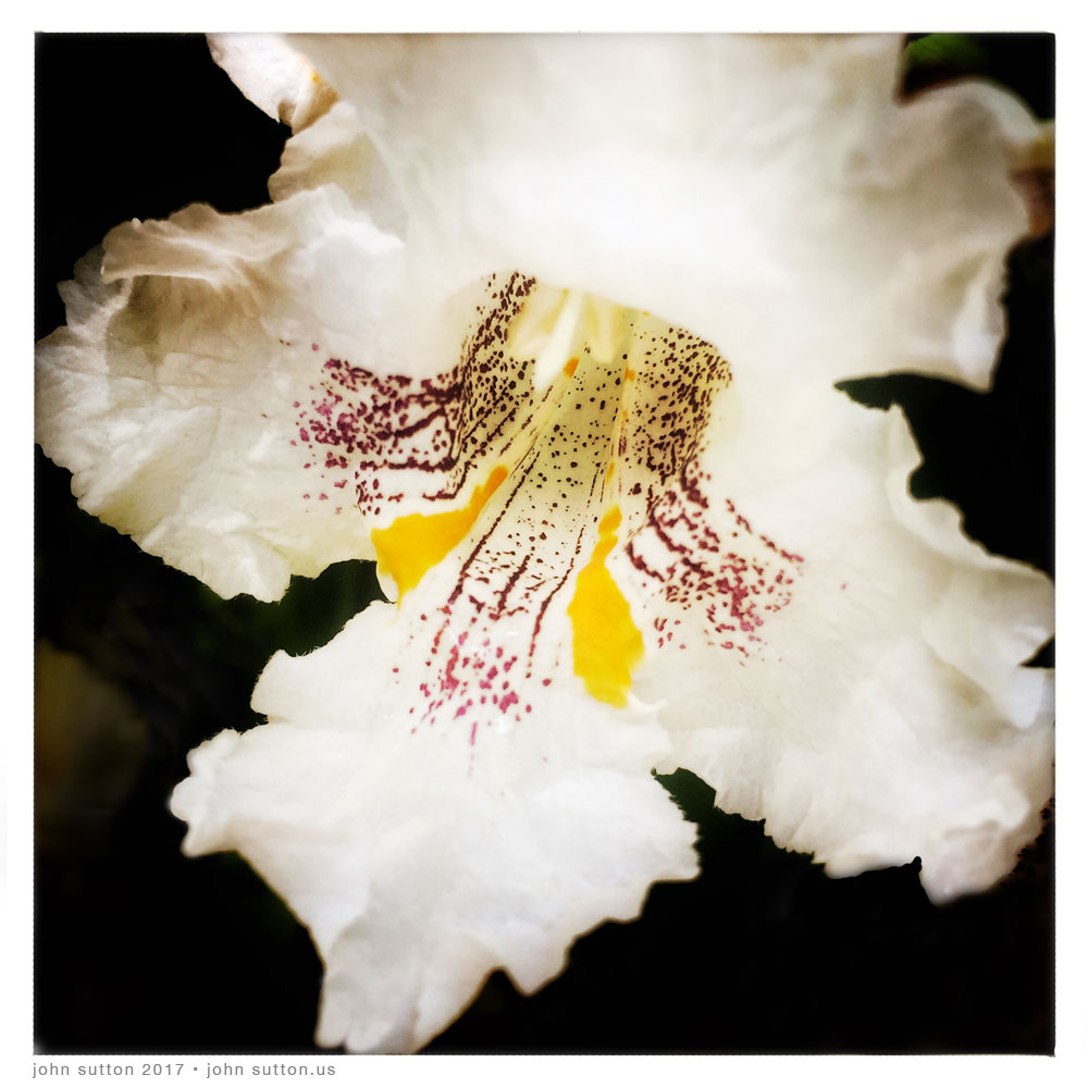 Catalpa post image