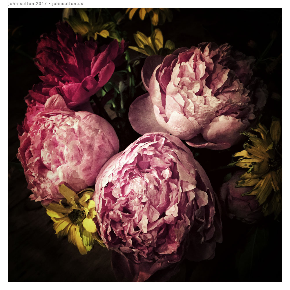 Peonies in July post image