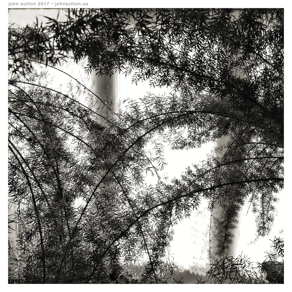Laced Fern post image