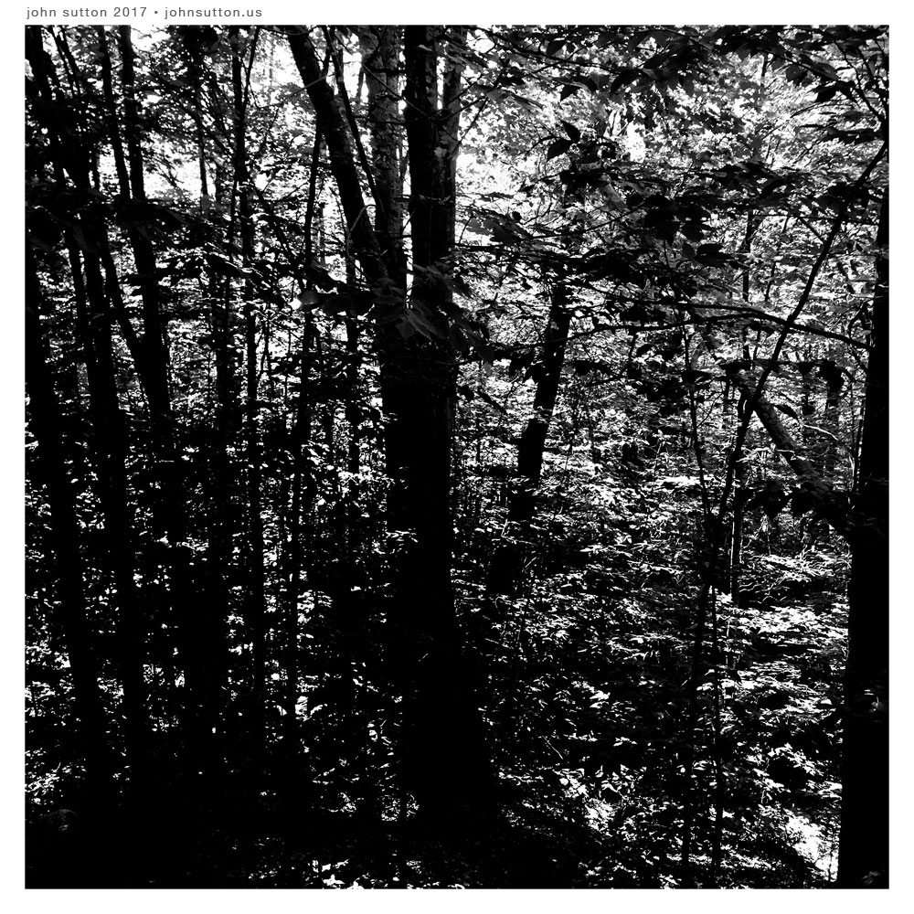 Deep Woods post image