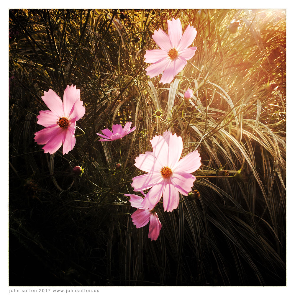 Rain Flowers post image